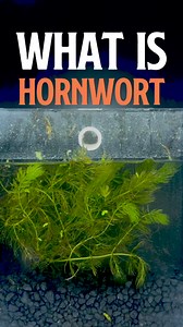 Meet Hornwort!  A fast-growing, feathery plant that thrives in...