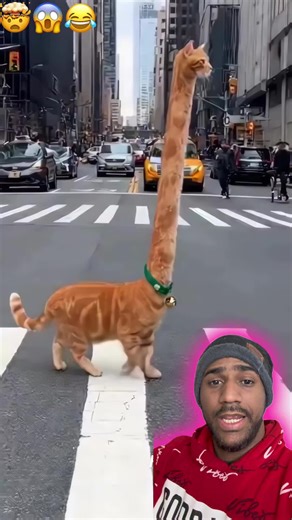 Aquí le presento el gato con el pescuezo más largo del mundo 😱🤯😰😂 #gatos #postviralシ2025 #curiosidades #datoscuriosos #Todos