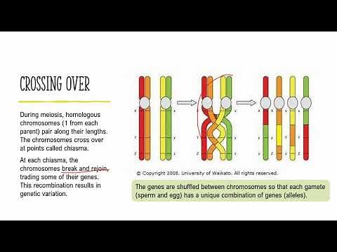 Genetic Variation: Lesson 8 - How Meiosis leads to Genetic Variation