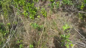 Python Cowboy Hunts on Reels | Facebook