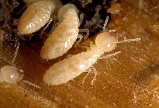 What Do Termite Larvae Look Like? | Identification and Control Guide - Pest Samurai