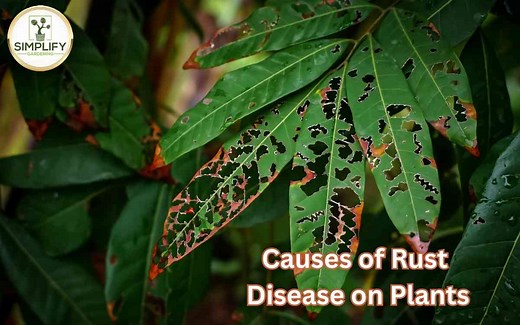 What Causes Rust Disease on Plants? and How to Treat Them? - Simplify Gardening