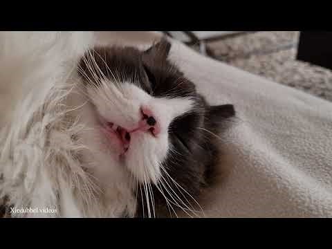 Cat Snores Very Loud - ASMR