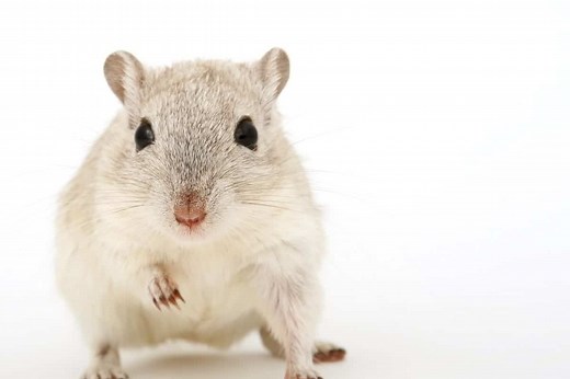 How Many Mice Are in Your House? 4 Ways To Estimate - Pest Control IQ