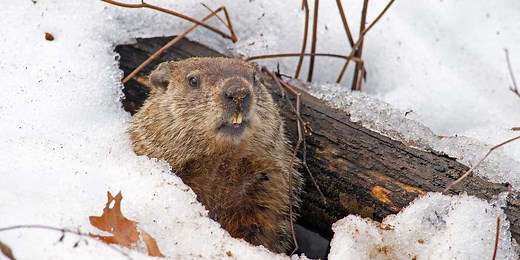 Here's how groundhogs became the animal that predicted the weather