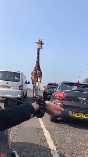 The most beautiful creatures on the planet 🌎🦒 📸- Tiktok @ ginaheeley #giraffe #giraffelove | Giraffe Beauty
