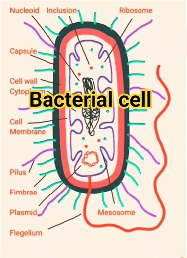 Bacterial cell drawing/diagram | जीवाणु कोशिका का चित्रण #shorts #bacteria #diagram #Drawing