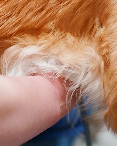 4.6K views · 195 reactions | How do we ensure our guide dog mums are...