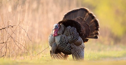 What Do Turkeys Eat?