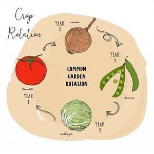 What Is Crop Rotation And Why Is It Important | 2025