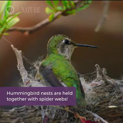 101K views · 613 reactions | You might be surprised by what hummingbirds use to build their nests... | Nature | PBS | Facebook