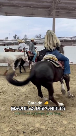 Montas de caballos sementales en Cali