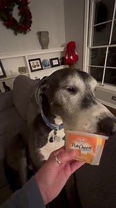 5.1K views · 1.6K reactions | Boss Man Radar enjoys one of his Senior Perks 殺 One of the laws of our Pack is that the Senior member gets occasional special privileges as a Thank You. Tonight Mom had an empty container of Pub Cheese, so Radar got to help clean out the container to prepare it for the recycling bin ❤️ | Lady Darla's Legacy - The Squirrel Patrol | Facebook