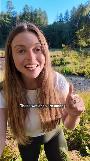 How Beavers Build Entire Ecosystems