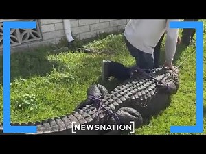 Alligator killed after human body pulled from Florida waterway | Morning in America