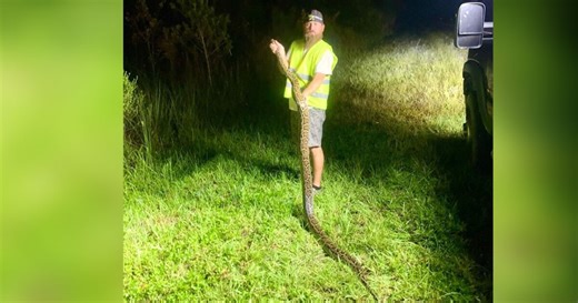 Florida Python Challenge removes nearly 200 pythons from South Florida ecosystem
