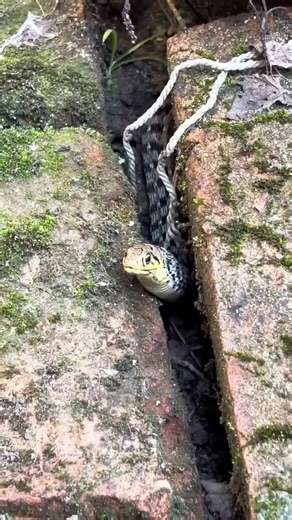 “Snake’s Hunting Strategy — A Stunning Wildlife Moment” #naturelovers #snake #animals