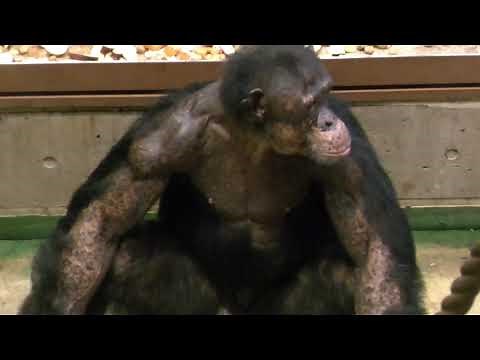 Peasuke team, one of the most dangerous groups AsahiyamaZoo Chimpanzee