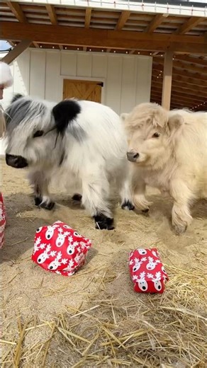 My cows funny reaction to first Christmas presents!