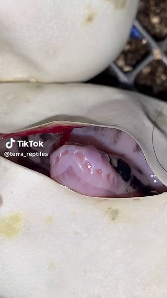 Bébé Python Regius : Découverte de Sa Tête !