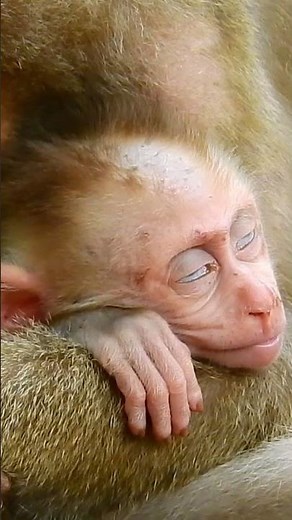 Angels of Sleep! Heartwarming Nap Scenes of Baby Monkeys #babymonkey #monpai #monyet