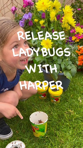 4.7K views · 60 reactions |  5 fun facts about ladybugs and why you...