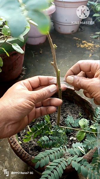 Tamarind grafting #shorts #grafting