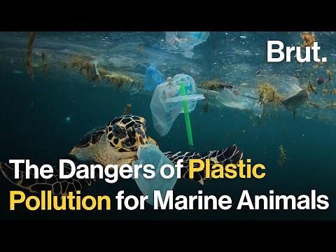 The Hidden Dangers of Plastics Pollution for Marine Animals