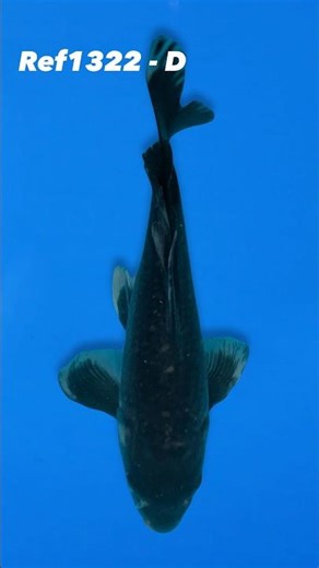 Yamasan 31cm Long Fin Karasugoi Ref1322 - D #koi #japanesekoifish