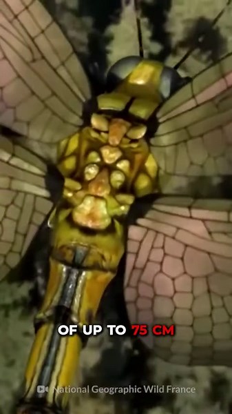 Meet the Giant Insects That Once Ruled the Skies