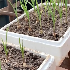 5.3K views · 109 reactions | trick to quickly rooting garlic is to soak them in water | Amazing Videos | Facebook