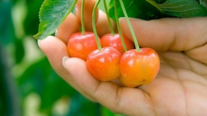 Step By Step Guide On How To Grow Rainier Cherry Tree - GardenZoo