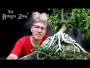 Repotting my "Root over Temple" Ficus benjamina, The Bonsai Zone, July 2020