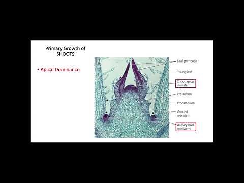 Primary Growth in Plants