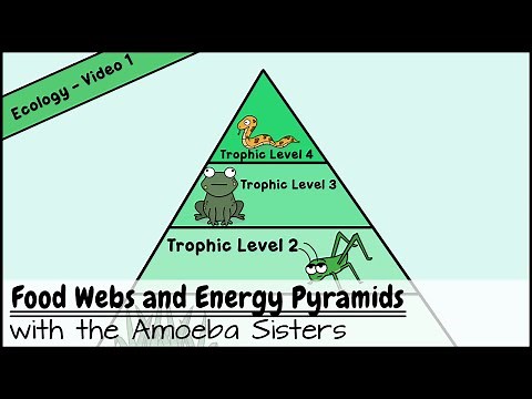 Food Webs and Energy Pyramids: Bedrocks of Biodiversity