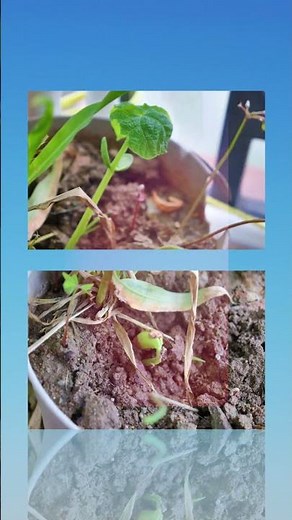 Rajma| Kidney Beans | Phaseolus vulgaris - From seed to pod #seedjourney #letslearntogrow #garden