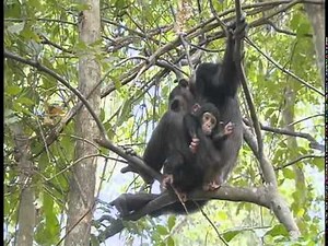 Chimpanzees at Serengeti National Park - Part 1