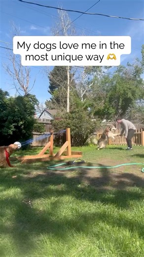 3.7M views · 69K reactions | Do i need health insurance?  #dog #puppies #malamute #goldenretriever #malamutes #dogs #doglovers | Hugo The Malamute | Facebook