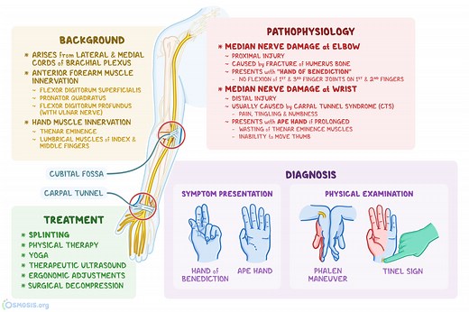 Median Nerve: What Is It, Location, Innervation, Damage, and More | Osmosis