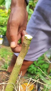 104K views · 575 reactions | Lime Tree Grafting Tips | GraftingPlants | Facebook