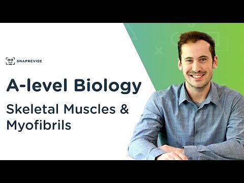 Skeletal Muscles & Myofibrils | A-level Biology | OCR, AQA, Edexcel