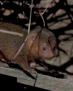 138K views · 9.1K reactions |  We interrupt your newsfeed with this important announcement... TINY MONGOOSE TRIPLETS  | Chester Zoo | Facebook