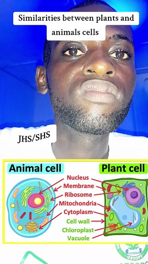 Similarities Between Plant and Animal Cells Explained