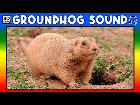 🐹 GROUNDHOG SOUND - GROUNDHOG SOUND EFFECT - SOUND OF GROUNDHOG - NOISE OF GROUNDHOG