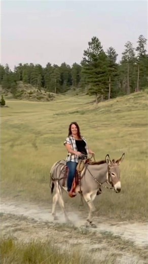 Can This Donkey Keep Up Like a Cheetah Next to a Mule?