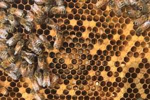 Guide on American and European foulbrood from the Honey Bee Health Coalition