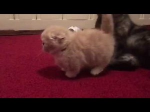 Standard Scottish Fold Munchkin