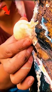 Natural Rubber Extraction 🌿🛢️ #viralpost2025シ #reelsindia #fypシ #factsyoudidntknow #science #fyp #indian #shorts #trees | Deep Explain