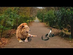 Cobra vs. Lion: Unbelievable Encounter in the Jungle Park!