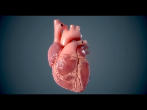 3D Human Heart